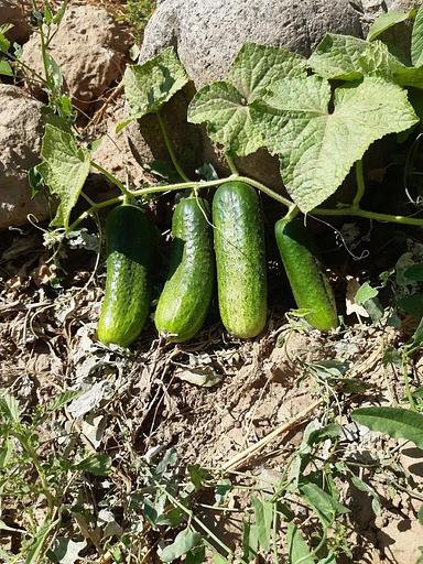 Семена «Ранний огурец 18100 F1 Esasem» 1000 семян ОПТ фото 3