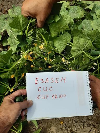 Семена «Ранний огурец 18100 F1 Esasem» 1000 семян ОПТ фото 4