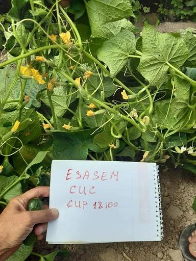 Семена «Ранний огурец 18100 F1 Esasem» 1000 семян ОПТ фото 5