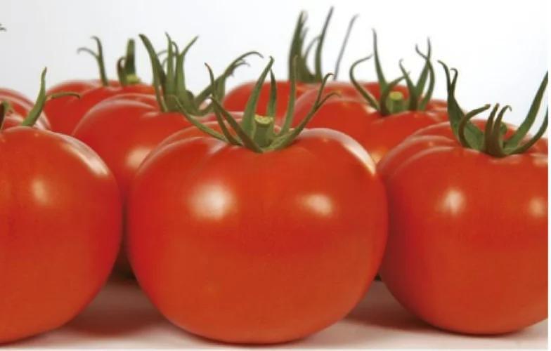 Семена томата (защищённый грунт) Гамзе F1 Nunhems 1000 семян ОПТ фото 1