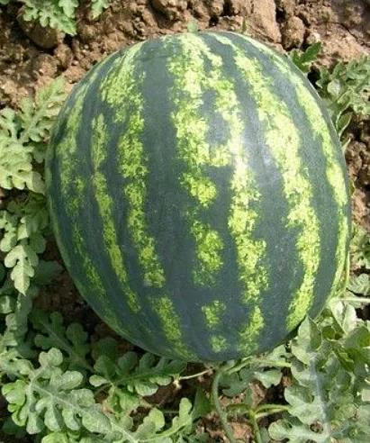 Семена арбуза Бонта F1 Seminis 1000 семян ОПТ фото 2