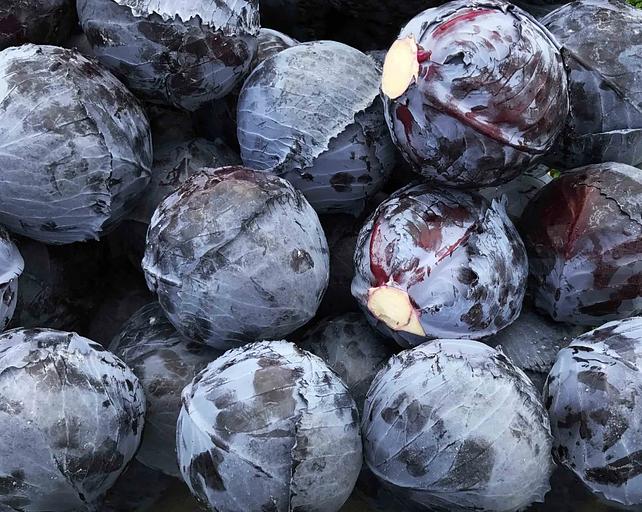 Семена капусты краснокочанной Климаро F1 Bejo Zaden 2500 семян ОПТ фото 2