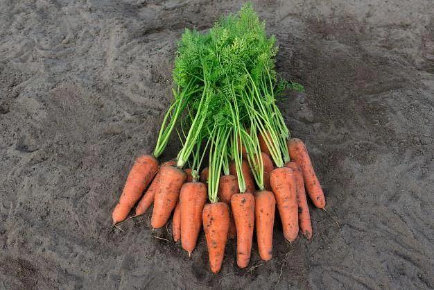 Семена моркови Карини 50 гр Bejo Zaden ОПТ фото 1