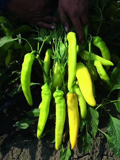 Семена перца острого Ангара F1 Bejo Zaden 1000 семян ОПТ фото 1