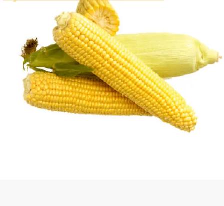 Семена кукурузы сладкой Мессенджер F1 Seminis 5000 семян ОПТ фото 1