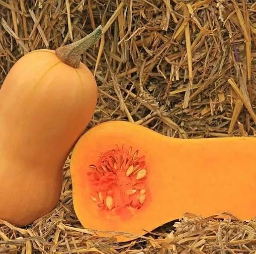 Семена тыквы Авалон F1 Hollar Seeds 1000 семян ОПТ фото 1