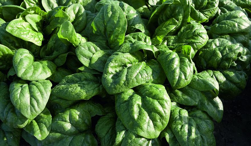 Семена шпината Спейс F1 Bejo Zaden 50 000 семян ОПТ фото 1