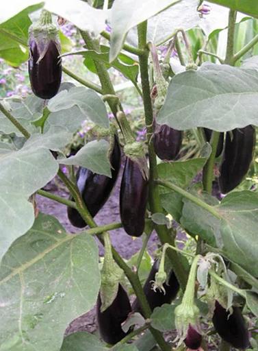 Семена баклажана Эпик F1 Seminis 1000 семян ОПТ фото 1