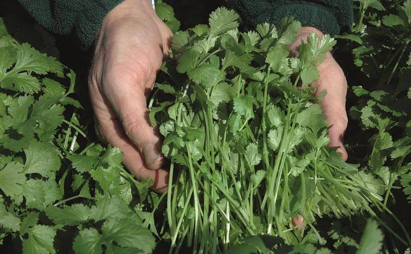 Семена кориандра Caribe Bejo Zaden 500 гр ОПТ фото 1