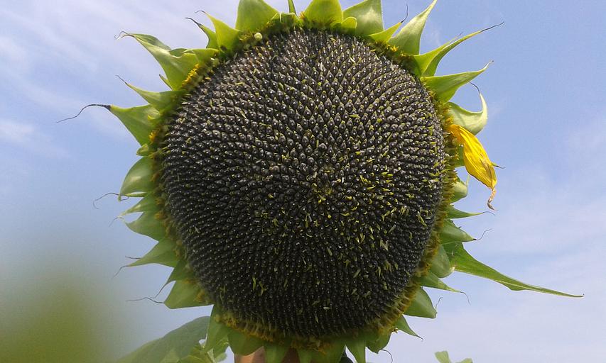 Семена подсолнечника под экспресс «МАС 85СУ» F1 ОПТ фото 1