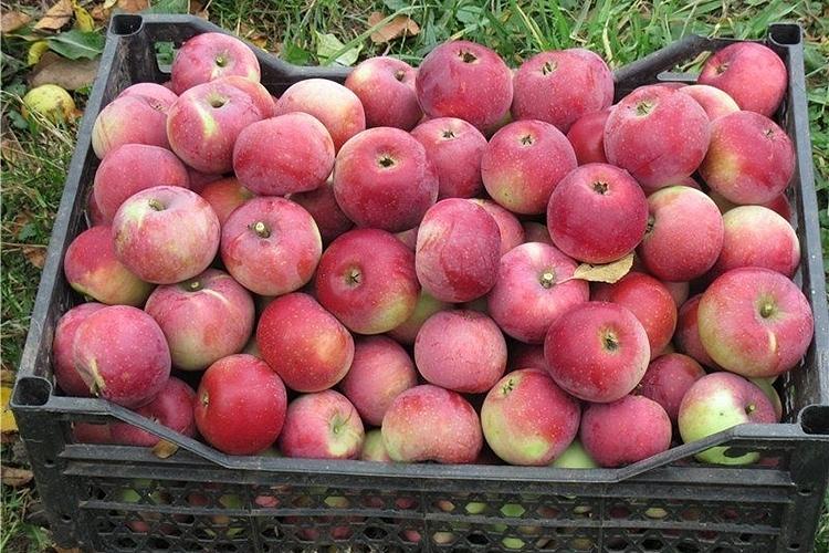 Саженцы яблони сорт «Уэлси карлик», опт фото 1