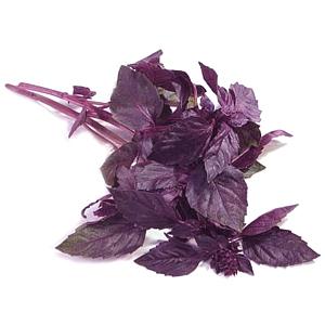 Свежая зелень «Базилик Фиолетовый», опт фото 1