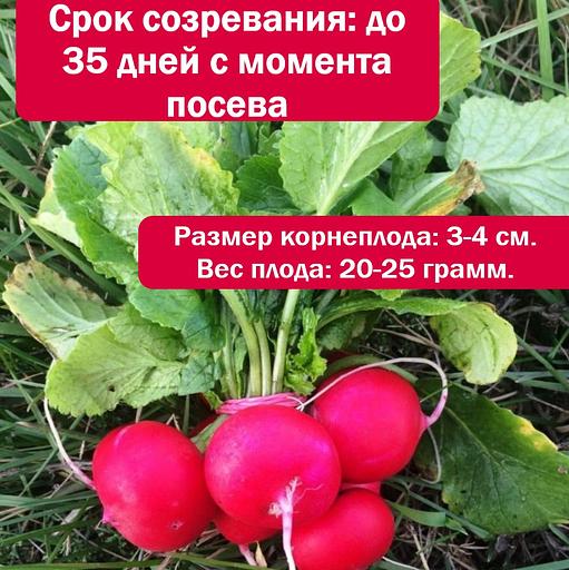 Семена редиса «Селеста», опт фото 2