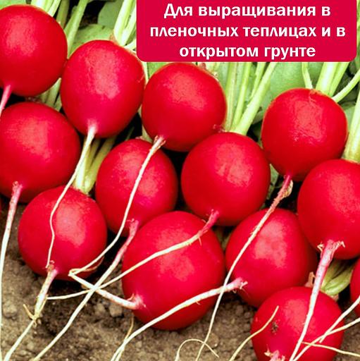 Семена редиса «Селеста», опт фото 4