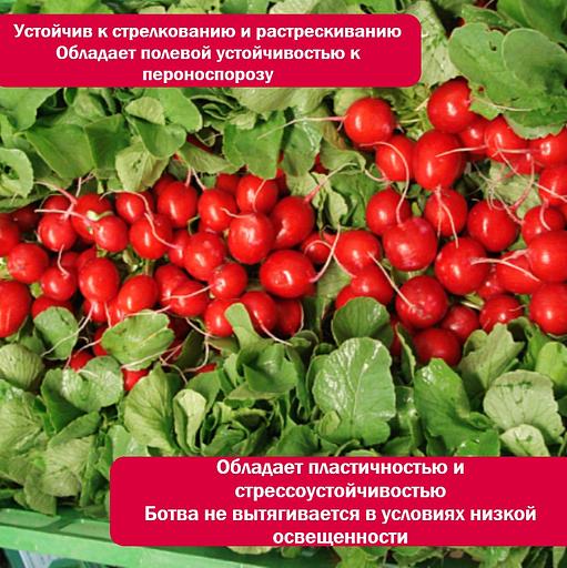 Семена редиса «Селеста», опт фото 5