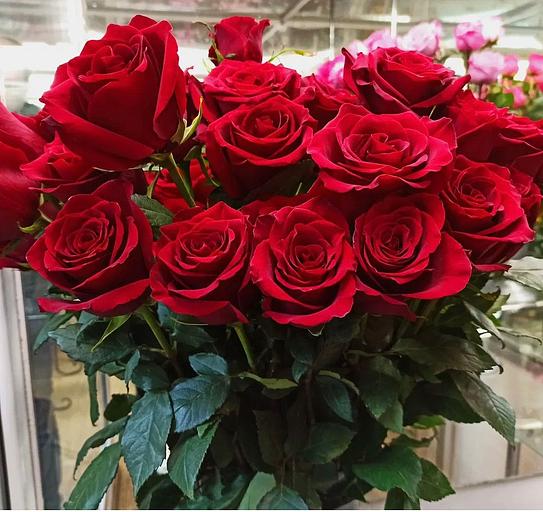 Rose variety "Explorer" WHOLESALE фото 1