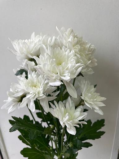 Хризантема кустовая сорт «Балтик белая» ОПТ фото 1