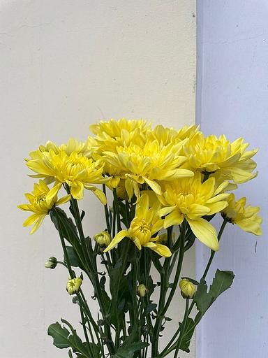 Хризантема бұтасының «Балтика сары» сорты КӨТЕРМЕ фото 1