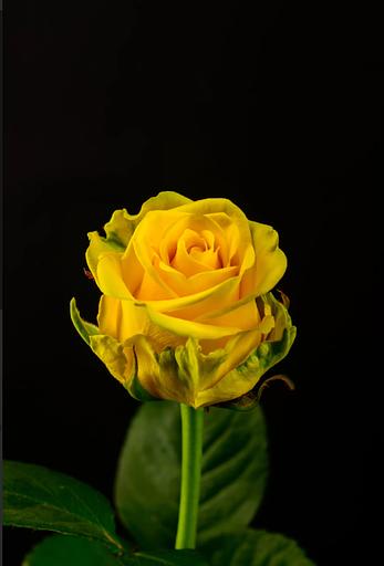 Роза «Penny Lane» фото 1