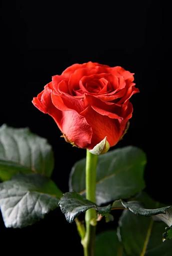 Роза «El Toro» фото 1