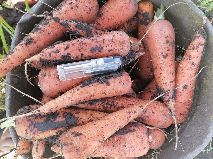 Морковь столовая свежая Шантанэ фото 2