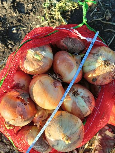 Лук репчатый свежий фото 2