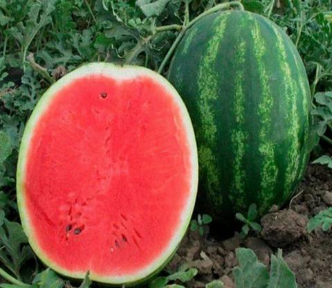 Арбуз сорт Каристан фото 1