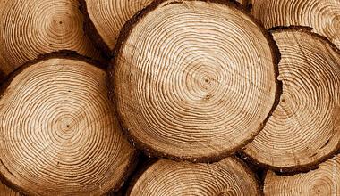 Деревообработка полного цикла в Москве фото 1