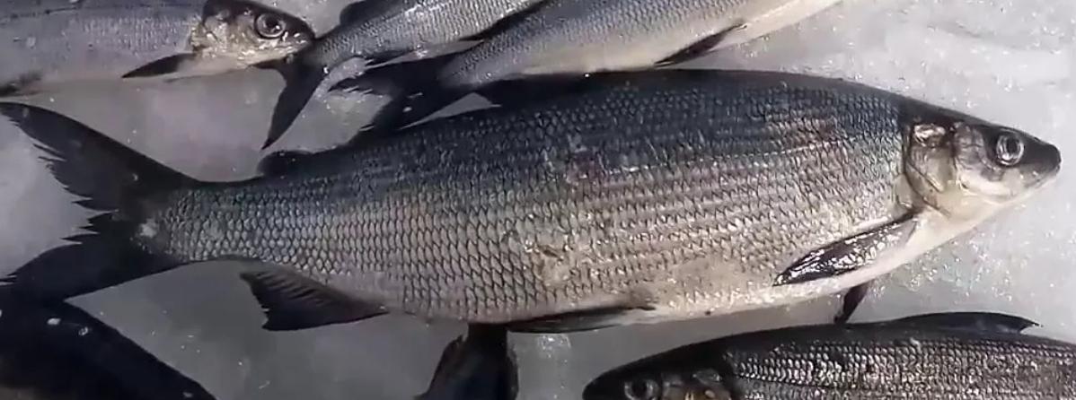 Сиг потрошёный с головой свежемороженый ОПТ фото 1