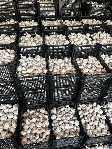Чеснок свежий фото 1