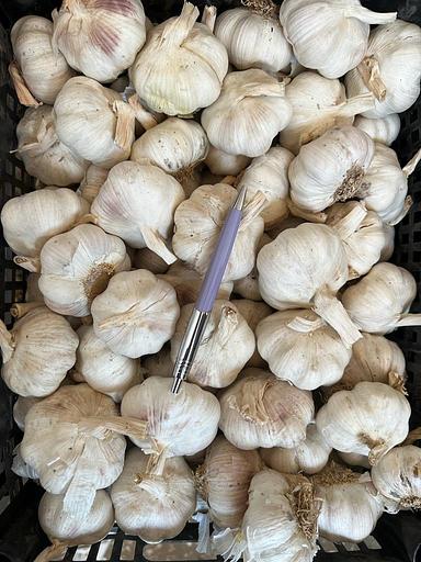 Чеснок свежий фото 2
