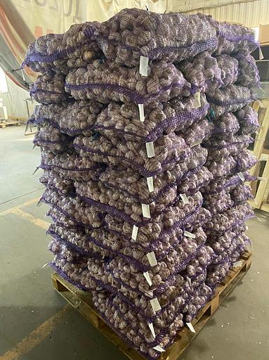 Чеснок свежий фото 3