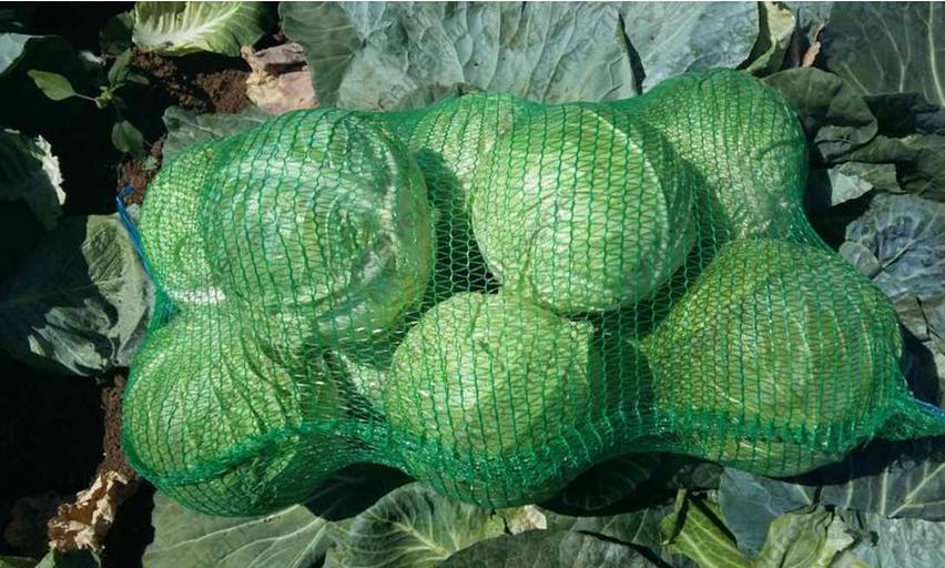 Капуста белокочанная фото 2