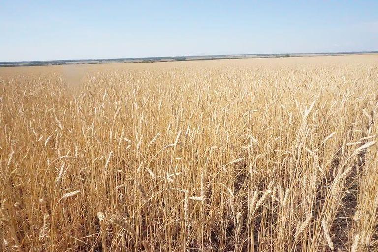 Пшеница яровая Злата фото 2