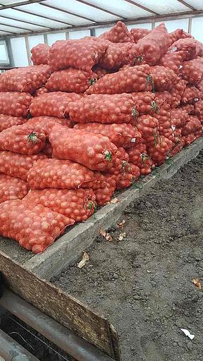 Лук репчатый в вакуумной упаковке опт фото 2