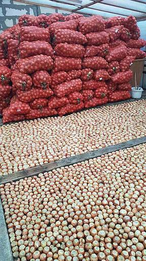 Лук репчатый в вакуумной упаковке опт фото 3