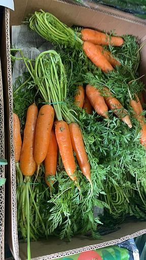 Морковь в вакуумной упаковке опт фото 2