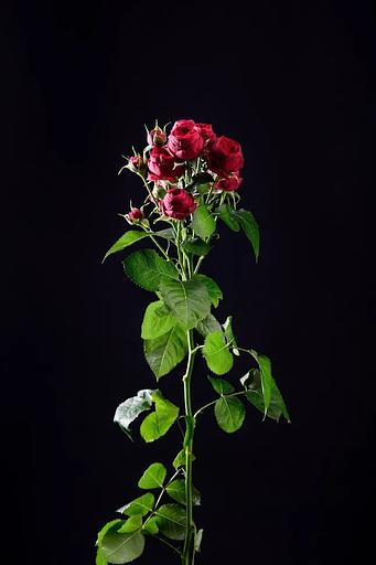 Роза «Marroon» фото 1