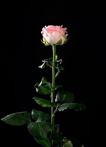 Роза «Sofia loren» фото 1