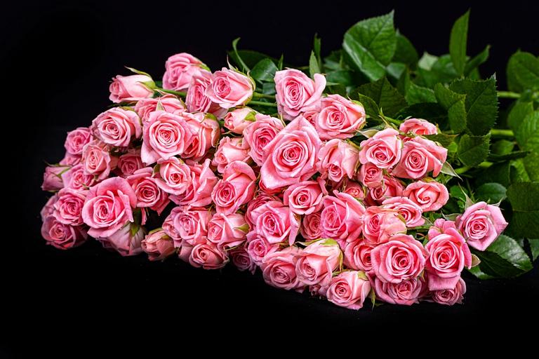 Роза «Odilia» фото 1