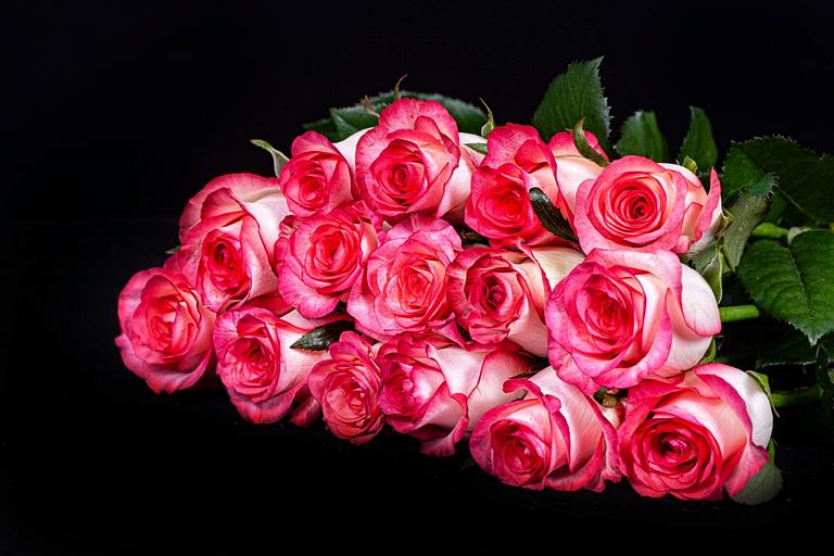 Роза «Jumilia» фото 1