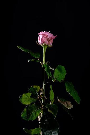 Роза «Maritim» фото 1