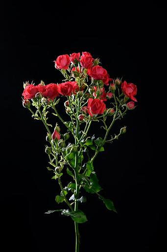 Роза «Cherry kheops» фото 1