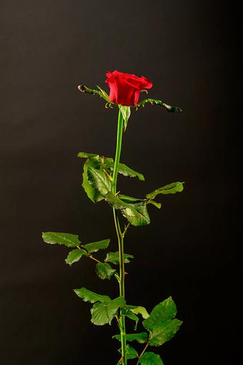 Роза «Prestige» фото 1