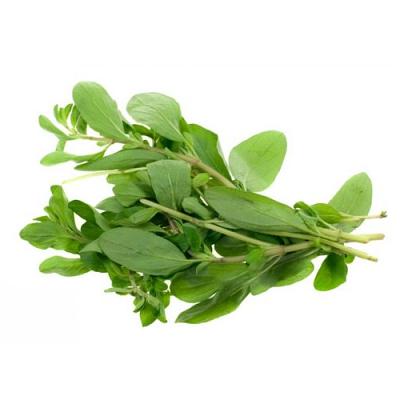 Свежая зелень «Майоран», опт фото 1