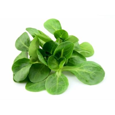 Свежий салат «Корн», опт фото 1