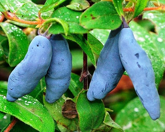 Саженцы плодовых культур «Жимолость Длинноплодная» фото 1