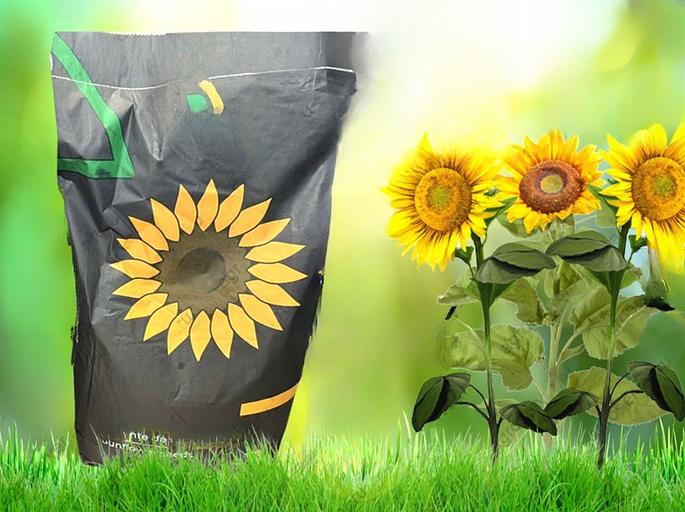 Гибриды семена подсолнечника «Марица Молдавия Заразиха F-G» ОП фото 1