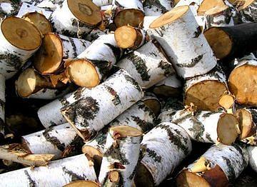 Birch firewood wholesale фото 2
