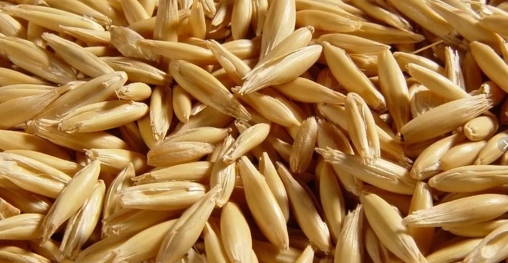 Овес продовольственный ОПТ фото 1